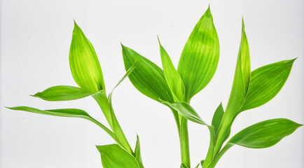 Obraz premium Bright Green Bamboo Shoot Isolated on White Background Representing Biotic Tropical Growth and Natural Eco Concept