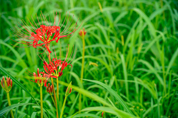秋の草原に咲く赤い彼岸花のクローズアップと季節感のある自然風景/Close-up view of red spider lilies blooming in an autumn field