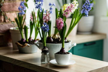 Floral cozy home decor for Easter holiday celebration. Fresh blooming spring hyacinth flowers. Beautiful house interior design, seasonal decoration