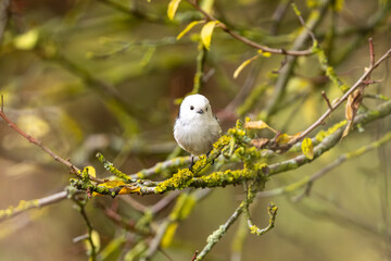 Long-Tailed Tit Sitting On Branch In Autumn Forest