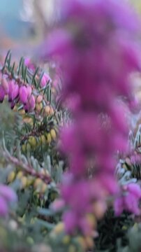 Close-up footage of blooming winter heath in early winter, showing vibrant pink and purple flowers, natural textures, soft light and the calm, atmospheric mood of the cold season.