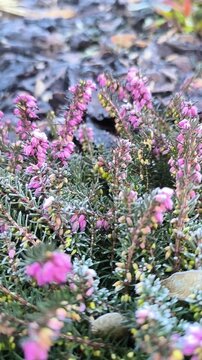 Close-up footage of blooming winter heath in early winter, showing vibrant pink and purple flowers, natural textures, soft light and the calm, atmospheric mood of the cold season.