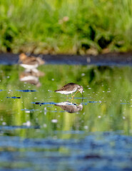 Wood Sandpipers Searching For Food