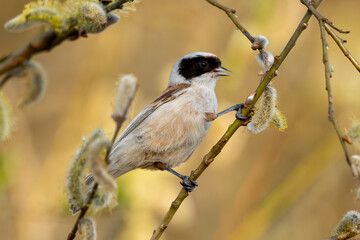 Bird Called Remiz Eats Willow On A Tree Branch