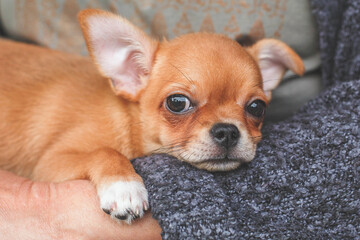 A tiny Chihuahua puppy resting in a person's arms, looking up with big, gentle eyes. A warm, tender moment showing comfort, affection, and the bond between a pet and its owner.