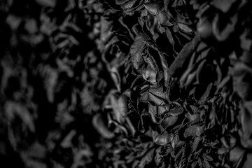 黒いバラの花壁／Black Rose Flower Wall