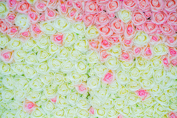 淡いピンクと白のバラの花壁／Light Pink and White Rose Flower Wall