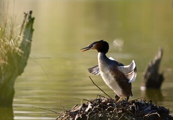 Great crested grebe