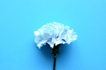 One blue beautiful carnation (dianthus) on a blue background. Celebrating Mother's Day.