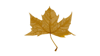 Autumn sycamore leaf falling 
