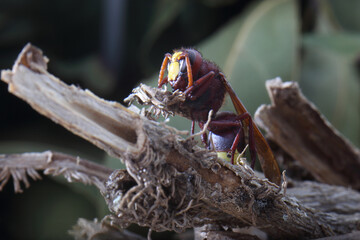 Side view of a preserved Oriental Hornet specimen positioned on a dry branch for entomological study