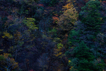 Autumn Forest Textures in Sumatakyo, Shizuoka
