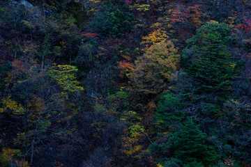Autumn Forest Textures in Sumatakyo, Shizuoka