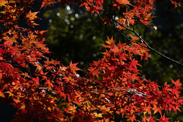 Shizuoka Sumatakyo's Vibrant Autumn Foliage / Vibrant Autumn Leaves in Sumatakyo, Shizuoka