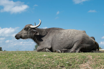 Water buffalo standing on grassy field under clear blue sky.
