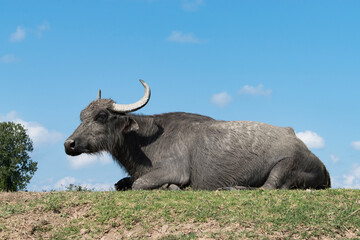 Water buffalo standing on grassy field under clear blue sky.