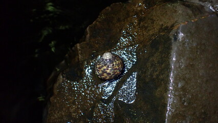 Sea snail turbinate monodont (Phorcus turbinatus) at night during low tide in the littoral zone, Ligurian Sea, Italy, Imperia