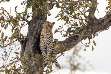 Photo of leopard on tree