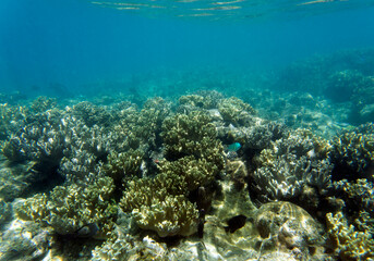 Close view of reef