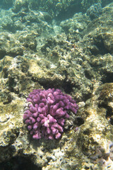 Close view of reef