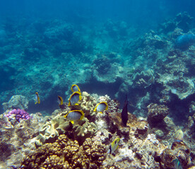 Close view of reef