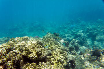 Close view of reef