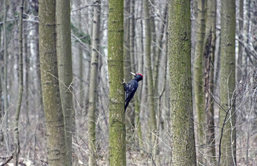 A forest landscape with a black woodpecker perched on a tree trunk. Black Woodpecker (Dryocopus martius, male) in the forest in early spring.