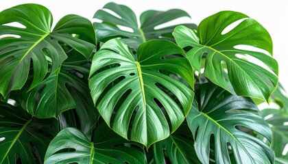 Vibrant Monstera Deliciosa foliage featuring striking shapes and deep green tones with bright detail
