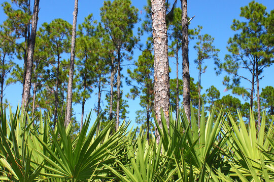 Pine Flatwoods Landscape Florida