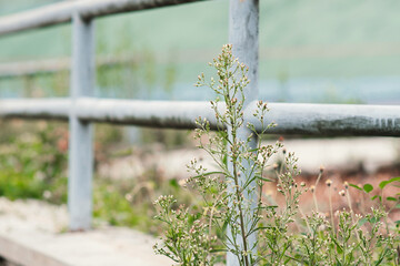 Fototapeta premium Delicate Wildflower Blooms Beside a Weathered Metal Fence with Soft Green Bokeh Background