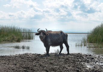 Water buffalo standing in muddy wetland area.