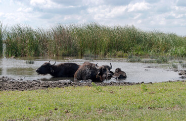Water buffaloes resting and cooling in shallow water.