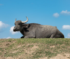 Water buffalo standing on grassy field under clear blue sky.