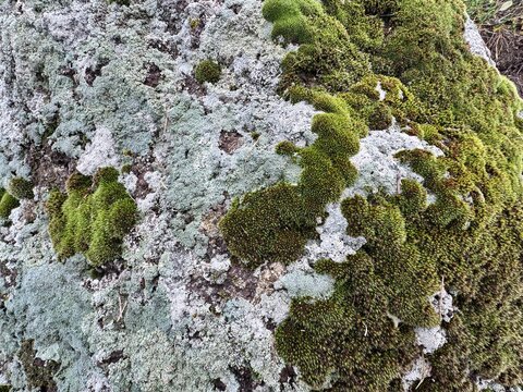 Grimmia pulvinata moss growing in dense cushions on a natural rock surface, showing green and gray textures with lichen patches in a cool environment. Grey-cushioned grimmia, pulvinata dry rock moss.
