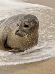 Portrait einer Kegelrobbe am Strand von Grenen nahe Skagen, D&auml;nemark