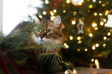 Cute cat sitting at stylish christmas wreath on rustic table against decorated christmas tree lights. Pet and winter holidays in atmospheric room, copy space. Merry Christmas