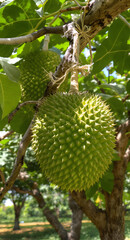 Ripe Durian Fruit Hanging on Tree Branch