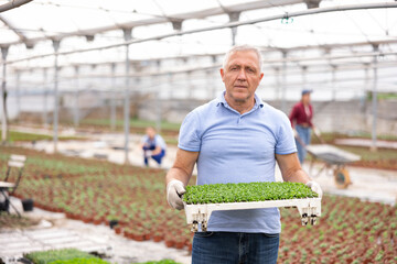 Positive male gardener swaps pallets with young deren transplant seedlings for full formation of plant. Cultivation of high-quality seedlings for export © JackF