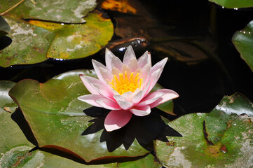 Water lily or lotus flower floating in a pond