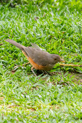 Rufous-bellied Thrush (Turdus rufiventris) foraging in bright green grass. Vertical close-up of common Brazilian bird. Fauna, nature, wildlife.