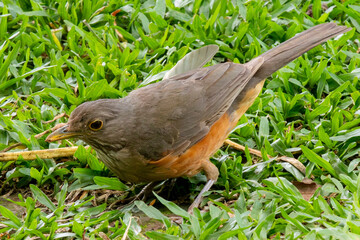 Extreme close-up of Rufous-bellied Thrush (Turdus rufiventris) foraging on green lawn. Detail of plumage and beak. Fauna, nature, wildlife.