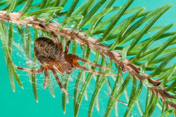 Spotted orb weaver spider on spruce tree leaf in Minnesota