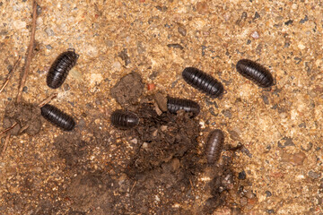 Nosy Pill Woodlouse in Lansing, Kansas