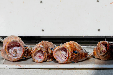 Fresh caught Rockfish wait to be processed for a customer in Valdez, Alaska