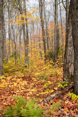 Leaves changing to golden yellow in the fall in the Superior National Forest in Minnesota.