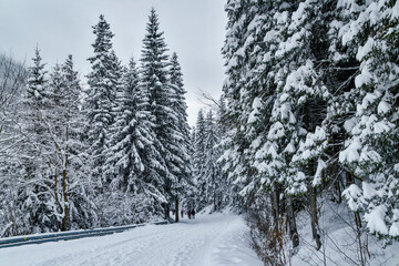 Tatra National Park in Poland.
Snowy winter landscape. Snow covered trees in forest.