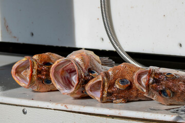 Fresh caught Rockfish wait to be processed for a customer in Valdez, Alaska