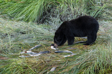 Black bear eating a fresh caught salmon he caught in the creek in Valdez, Alaska