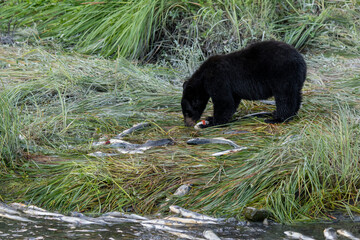 Black bear eating a fresh caught salmon he caught in the creek in Valdez, Alaska