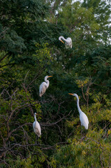 Four Great Egrets roosting in a tree at sunset.